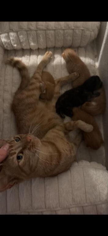 Beautiful kittens