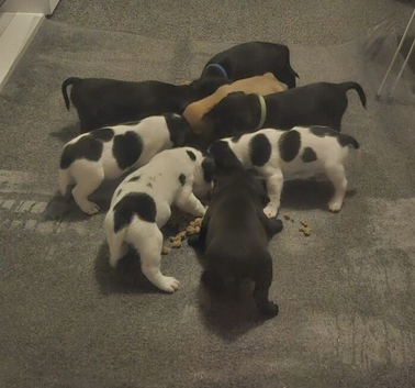 6 gorgeous puppy for sale 2 boys 4girls