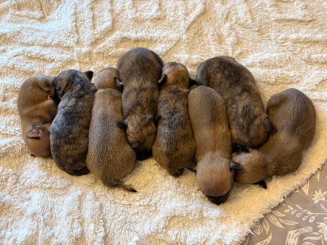 Chihuahuas
