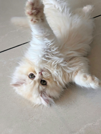 *Last One* Beautiful Pure Persian Kittens