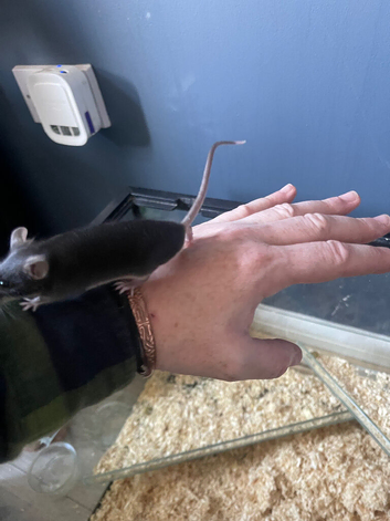 Male mice