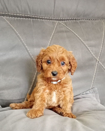 Cavapoo puppies