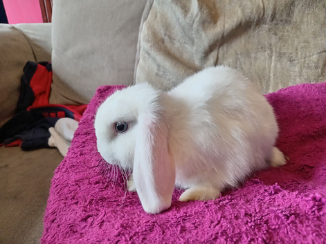 1 boy, 1 girl available 8wks.