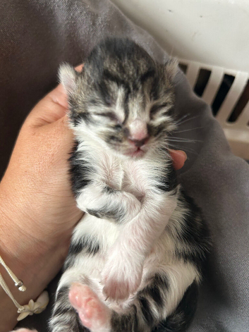 5 Adorable Turkish Van Kittens