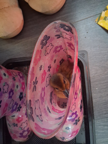 2 ducklings for loving homes