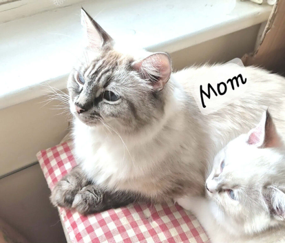 &ldquo;Beautiful Ragdoll Kittens &ndash; Loving Home Raised&rdquo;