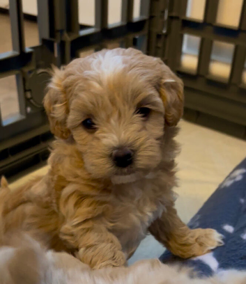 F1 Maltipoo Puppies Extensively DNA Lab Tested Parents