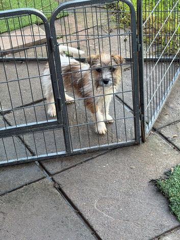 Jack Russel
