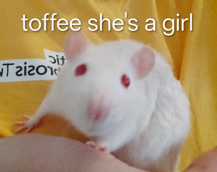 Pet rats looking for ever home girls to go together and the boys together as they a family