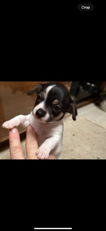 Female Chihuahua miniature 3 month old