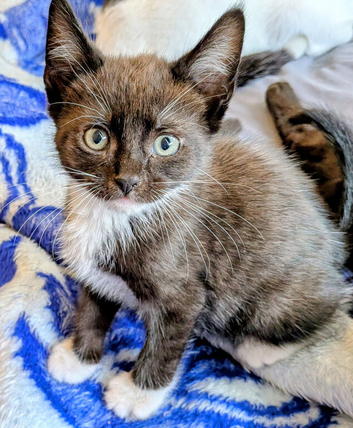 Meet This Playful Little Boy - A Sweet Kitten Full of Character