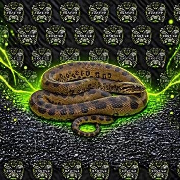 Anaconda Babies