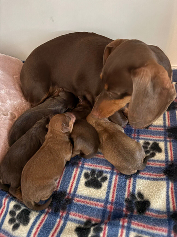 4 gorgeous girls ready 13th July. Shipoo & miniature dachshund