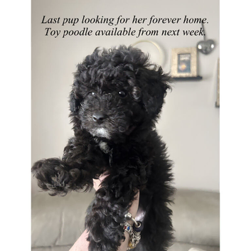 2 beautiful toy poodles looking for their forever home