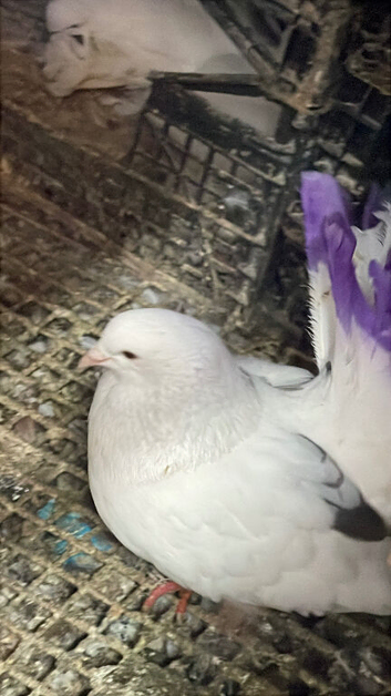 Indian Garden Pigeon
