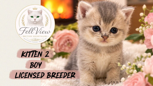 Beautiful GCCF Registered British Shorthair Kittens
