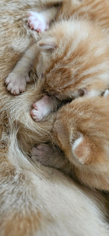 Kittens are looking for forever homes