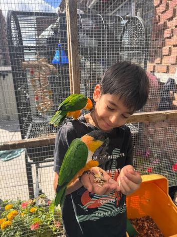 Black-headed Caique parrot for sale