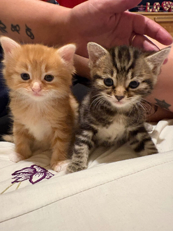 3 gorgeous fluffy kittens