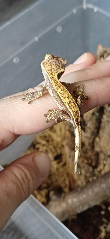 Baby crested geckos