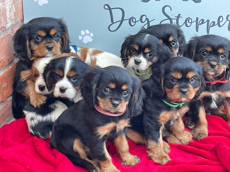Cavalier King Charles spaniels