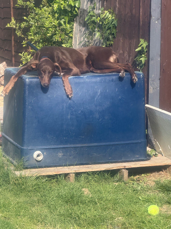 6 year female looking for her forever home