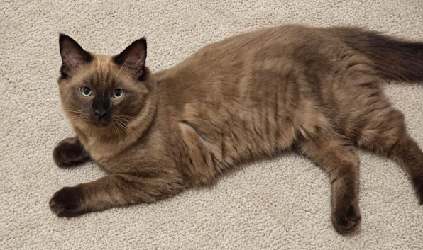 Purebred Cherubim (Mink) Ragdolls