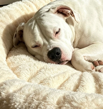 Staffy cross American bulldog