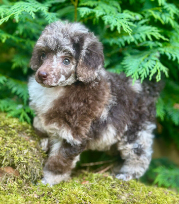 Female Toy Poodle
