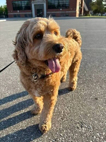 Cockapoo puppies
