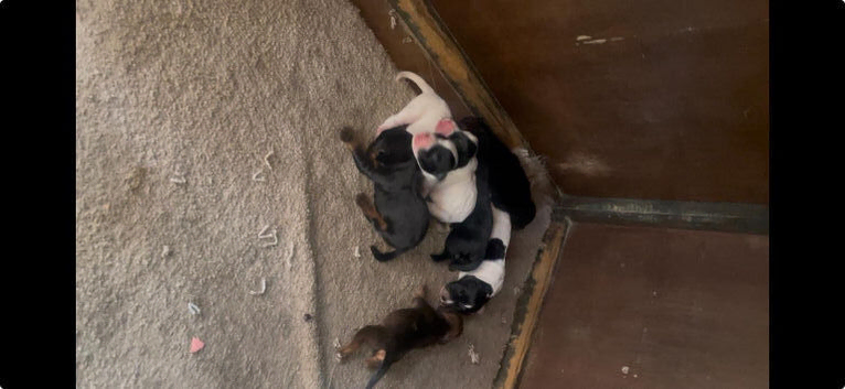 Beautiful litter looking for there forever homes