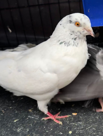 Beautiful High Flyer Pigeons