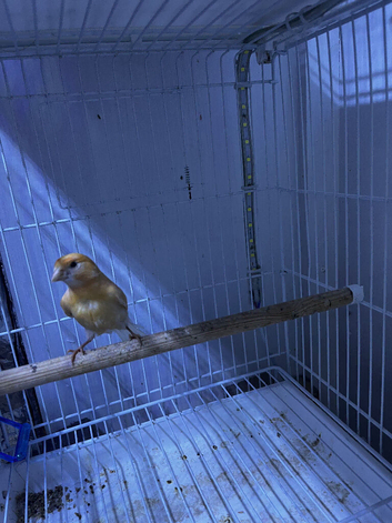 Pair of young red mosaic canary&rsquo;s