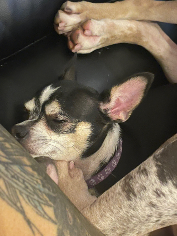 Looking for a male chihuahua stud asap