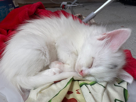 Maine coon mixed kittens