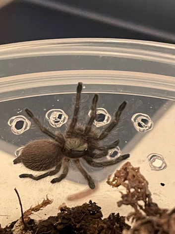 Balfouri blue baboon tarantula