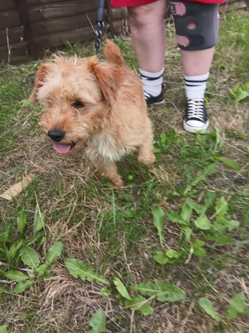 Jack Russell dog for sale