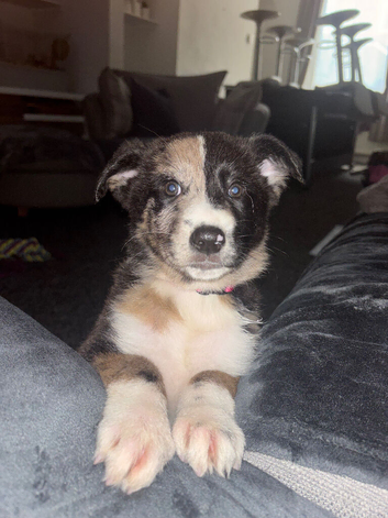 Last female puppy