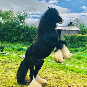 Experienced ride & drive stallion