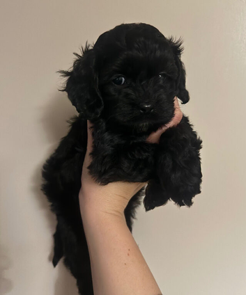 Beautiful American cockapoo babies available.