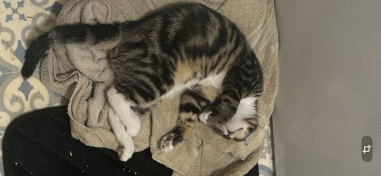Maincoon x tabby kittens