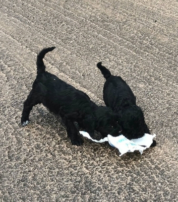 READY NOW F1b SPOODLE GIRLS FROM 5* LICENCED BREEDER