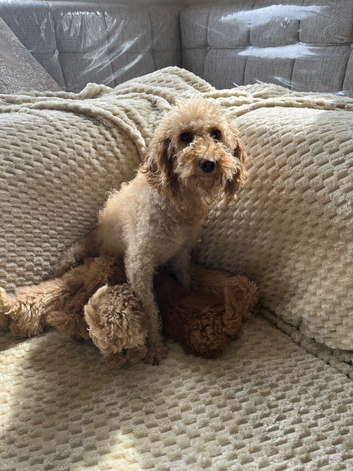 Poodle puppies