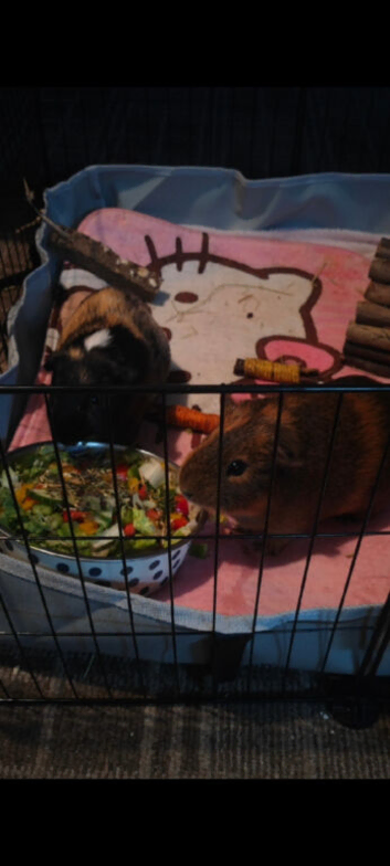 Beautiful bonded male guinea pig brothers looking for their forever home ️