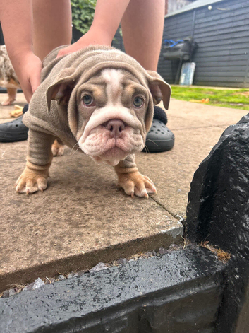 English bulldog