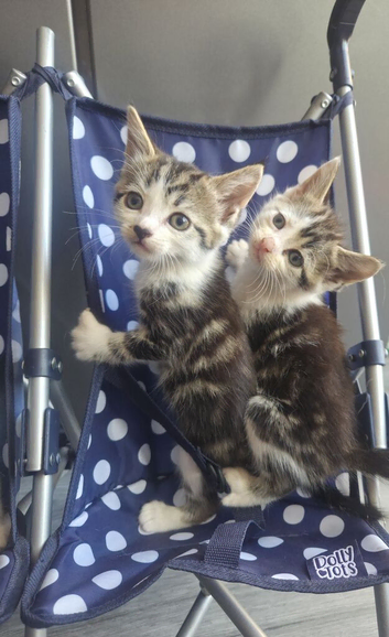 Stunning kittens for reservation/sale