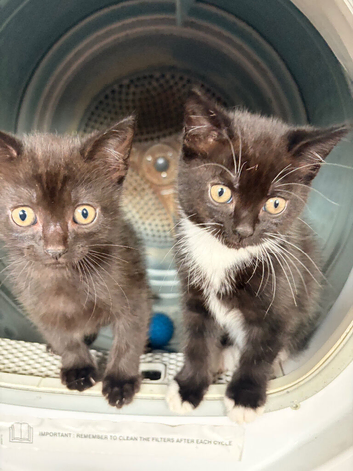 4 kittens