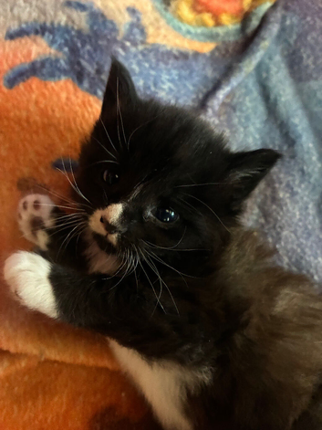3 beautiful kittens looking for a home