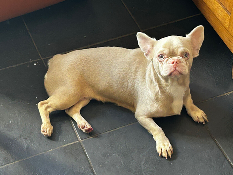 The sweetest cutest frenchie cross girl