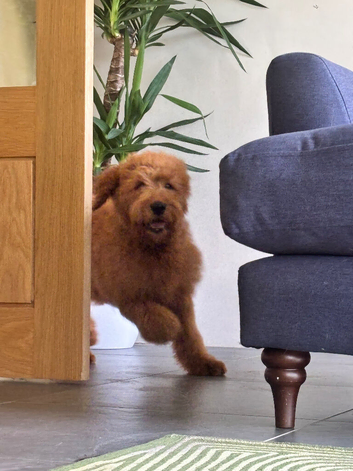 F1 medium sized Goldendoodle